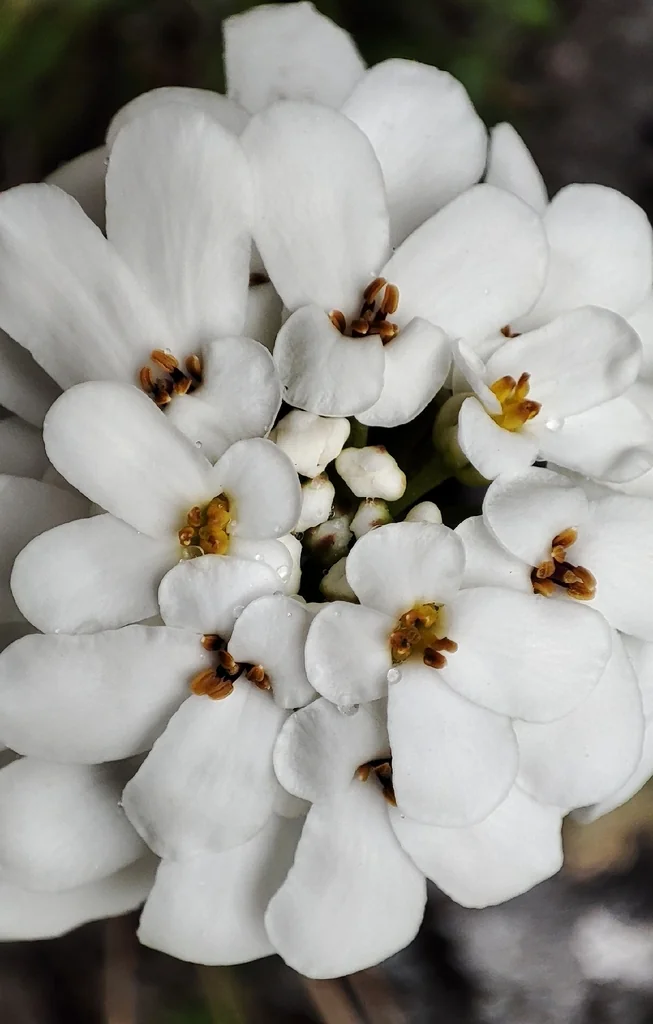 Iberis Sempervirens