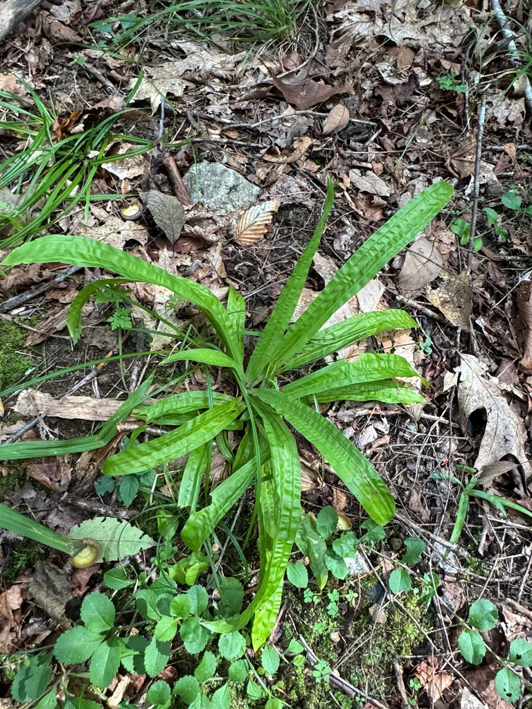 Carex plantaginea