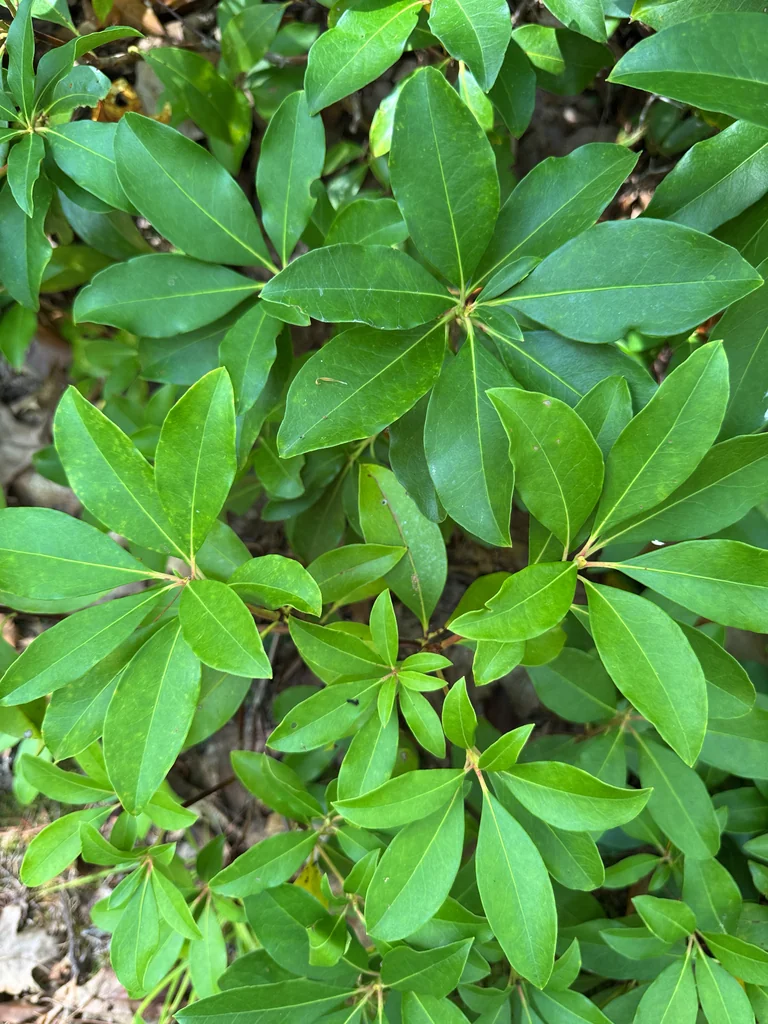 Kalmia Latifolia