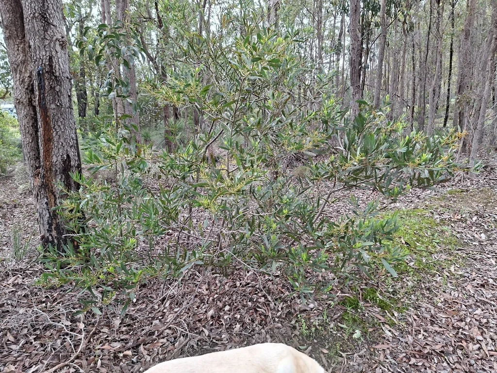 Acacia Longifolia