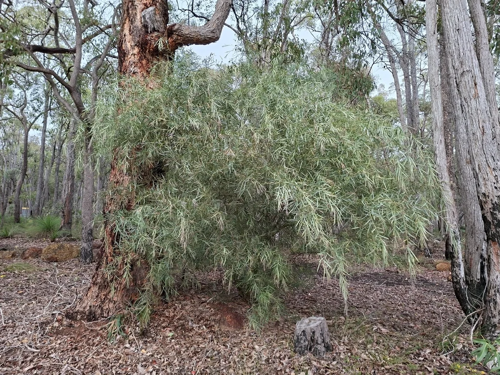 Acacia Iteaphylla