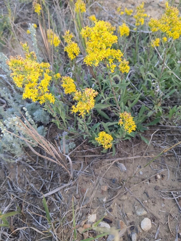 Solidago Nemoralis