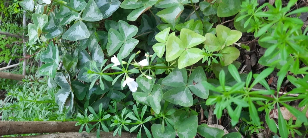 Oxalis Triangularis