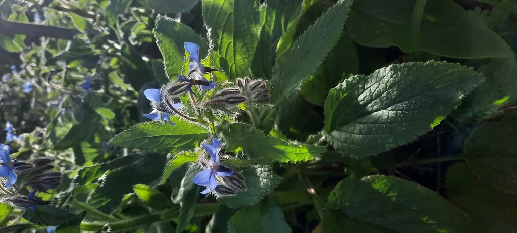 Borago Officinalis