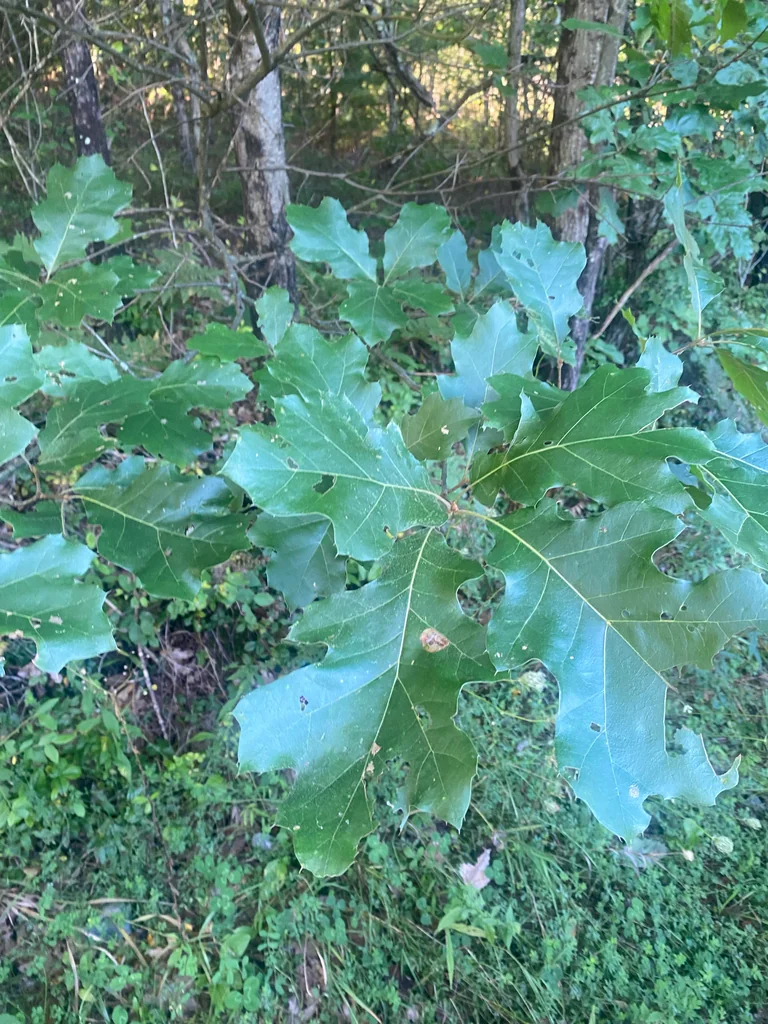Quercus velutina