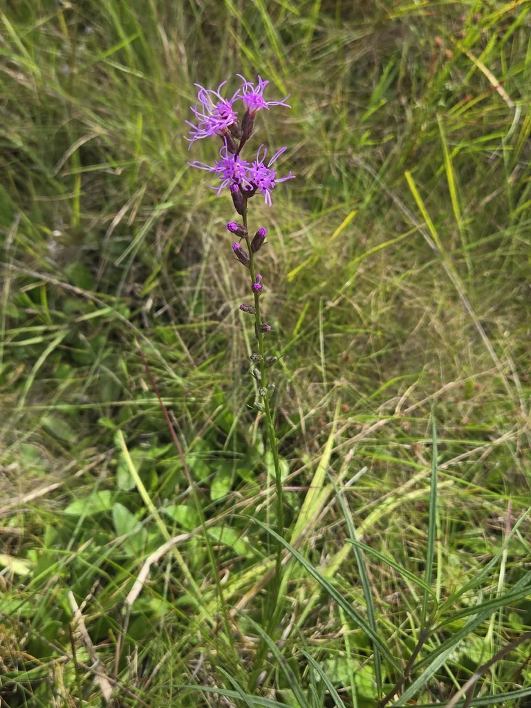 Liatris Spicata