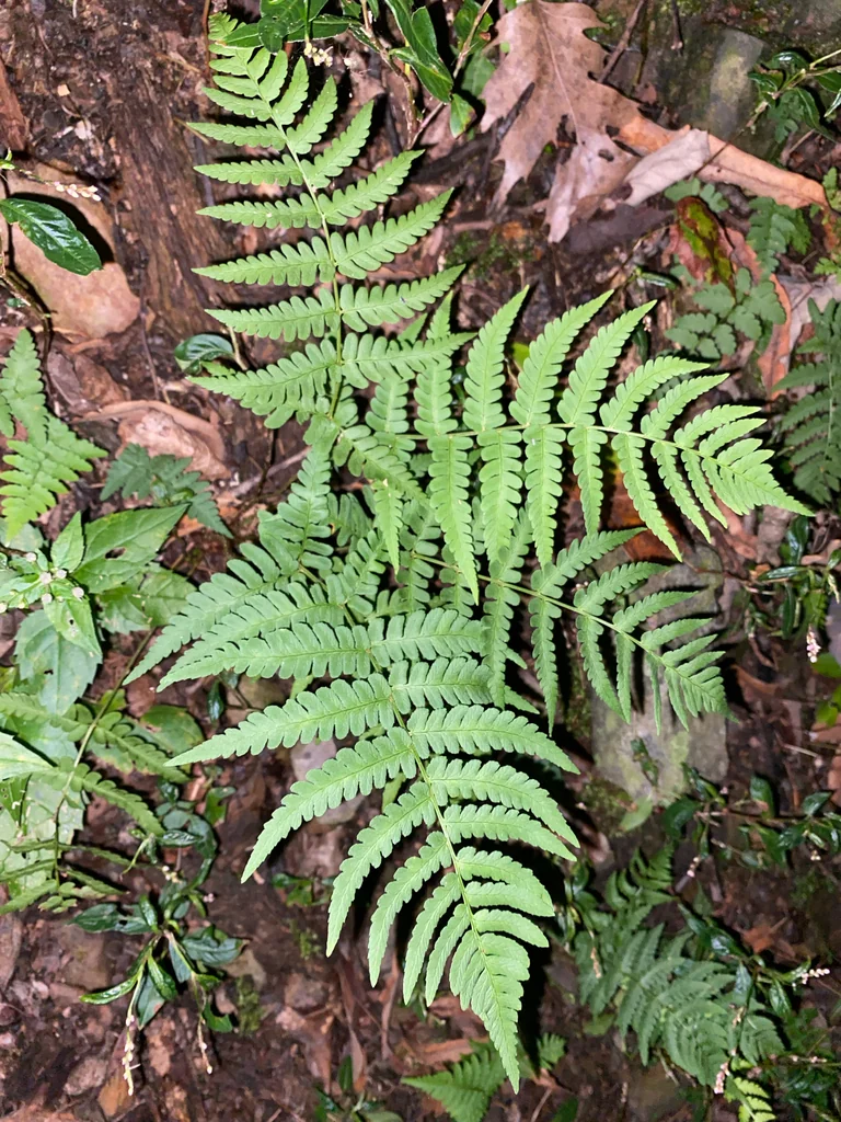 Dryopteris Marginalis