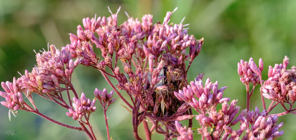 Eutrochium Maculatum