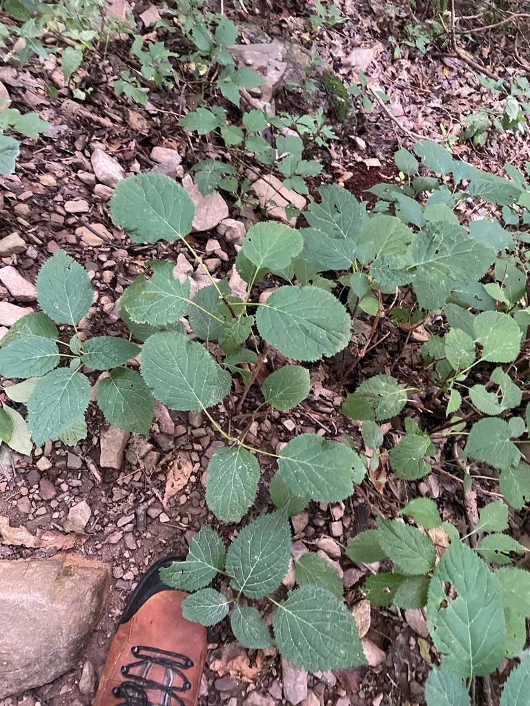 Hydrangea arborescens