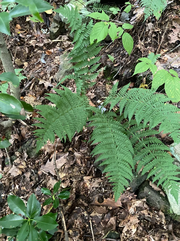Dryopteris Marginalis