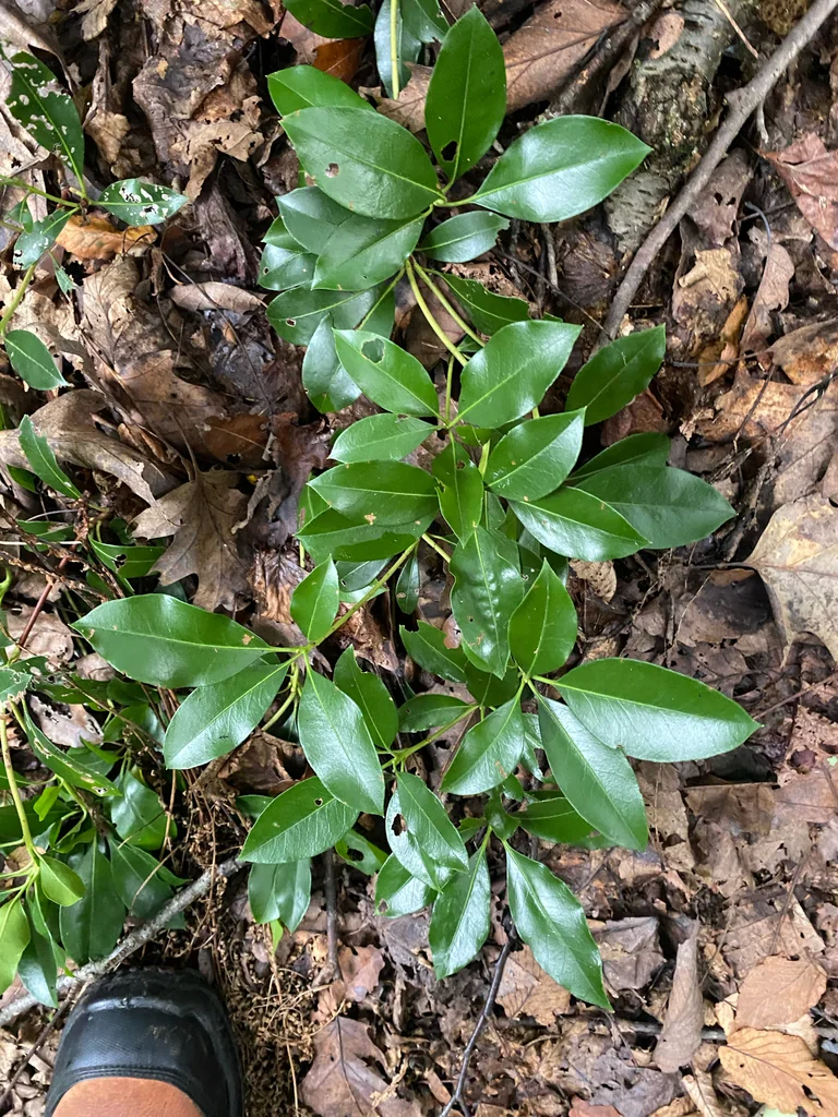 Kalmia Latifolia