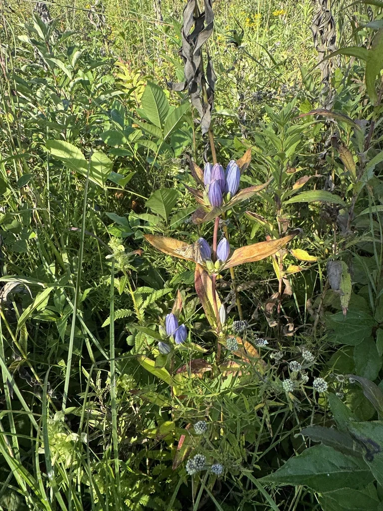 Gentiana Andrewsii