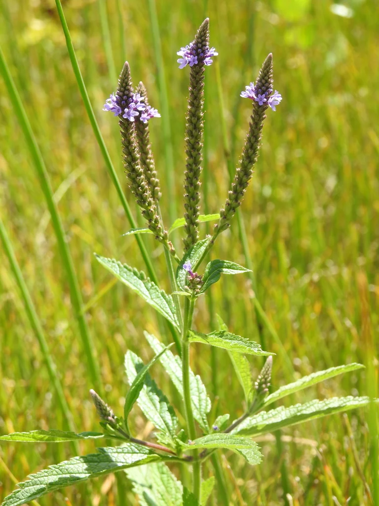 Verbena Hastata
