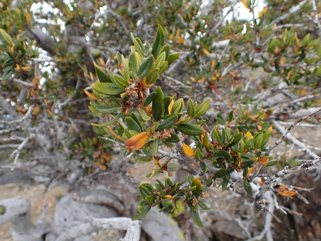 Cercocarpus Ledifolius