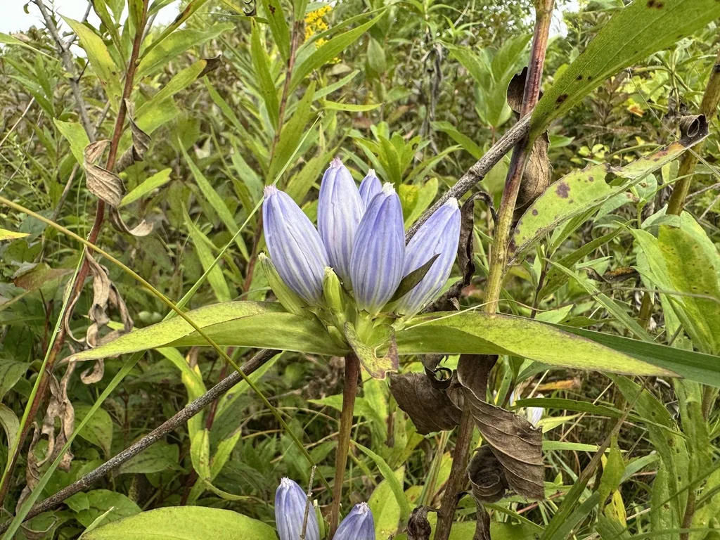 Gentiana Andrewsii