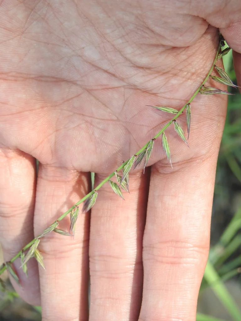 Bouteloua Curtipendula