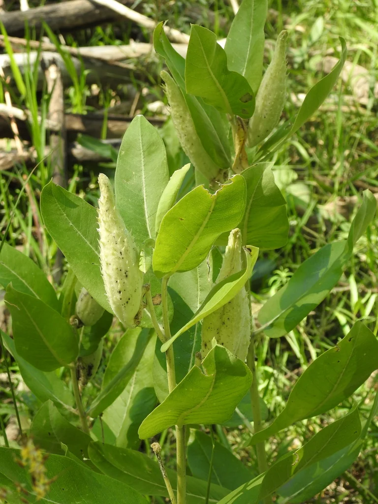 Asclepias Speciosa