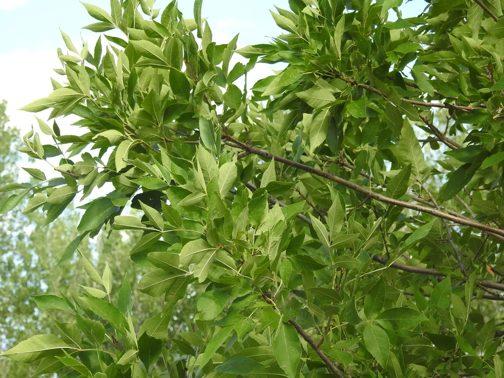 Fraxinus Pennsylvanica