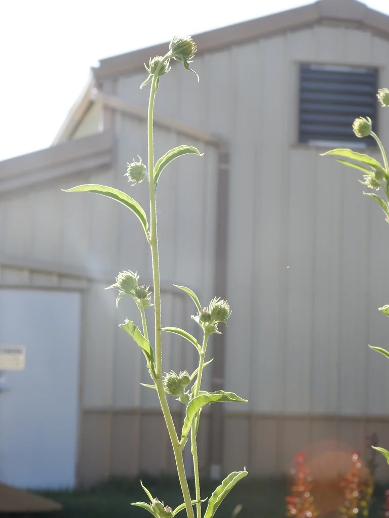 Helianthus Maximiliani