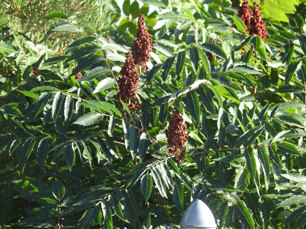 Rhus Glabra
