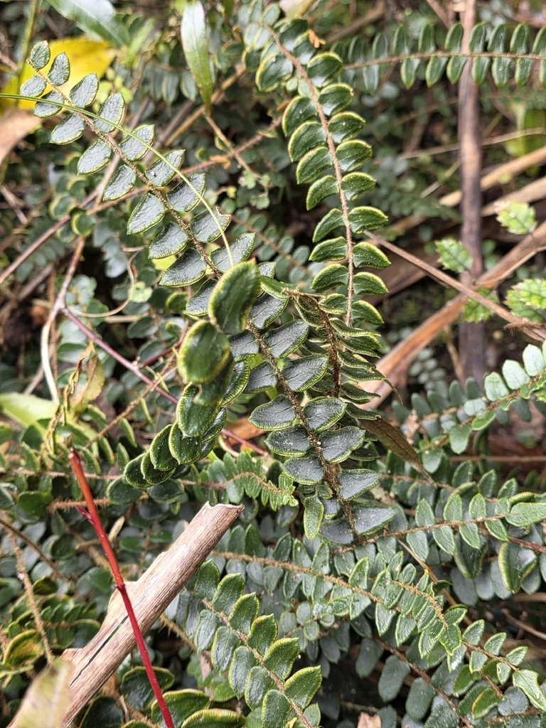 Pellaea Rotundifolia