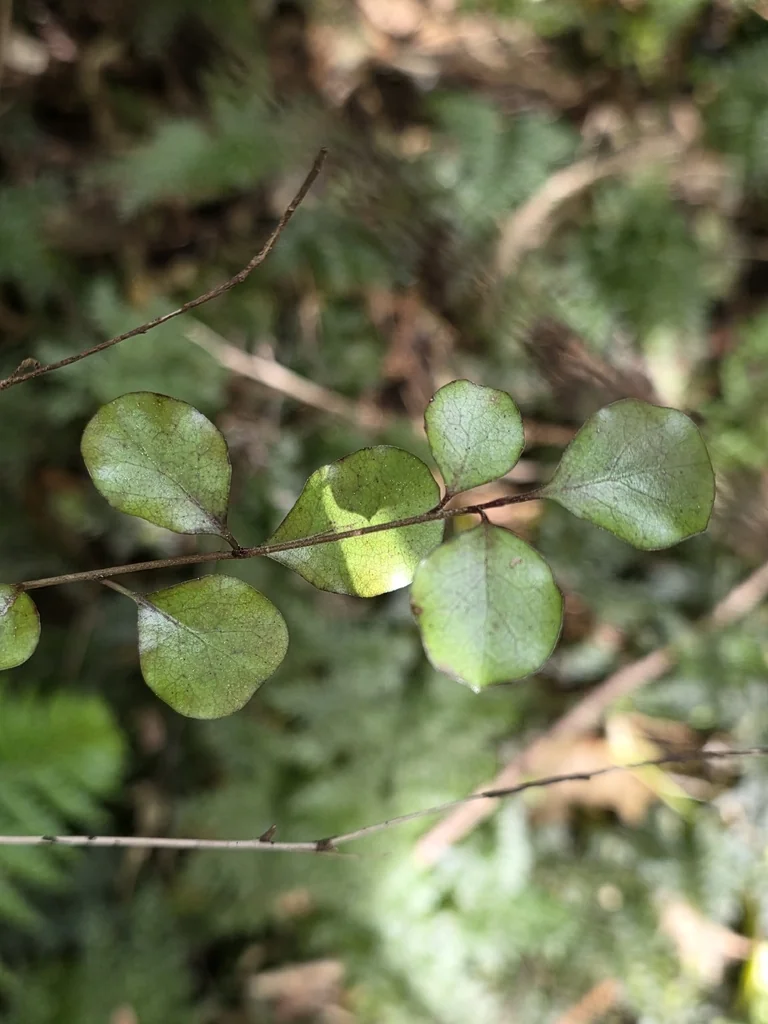 Pittosporum Tenuifolium