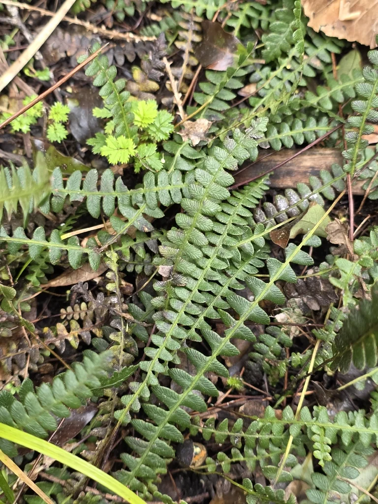 Blechnum Penna-Marina