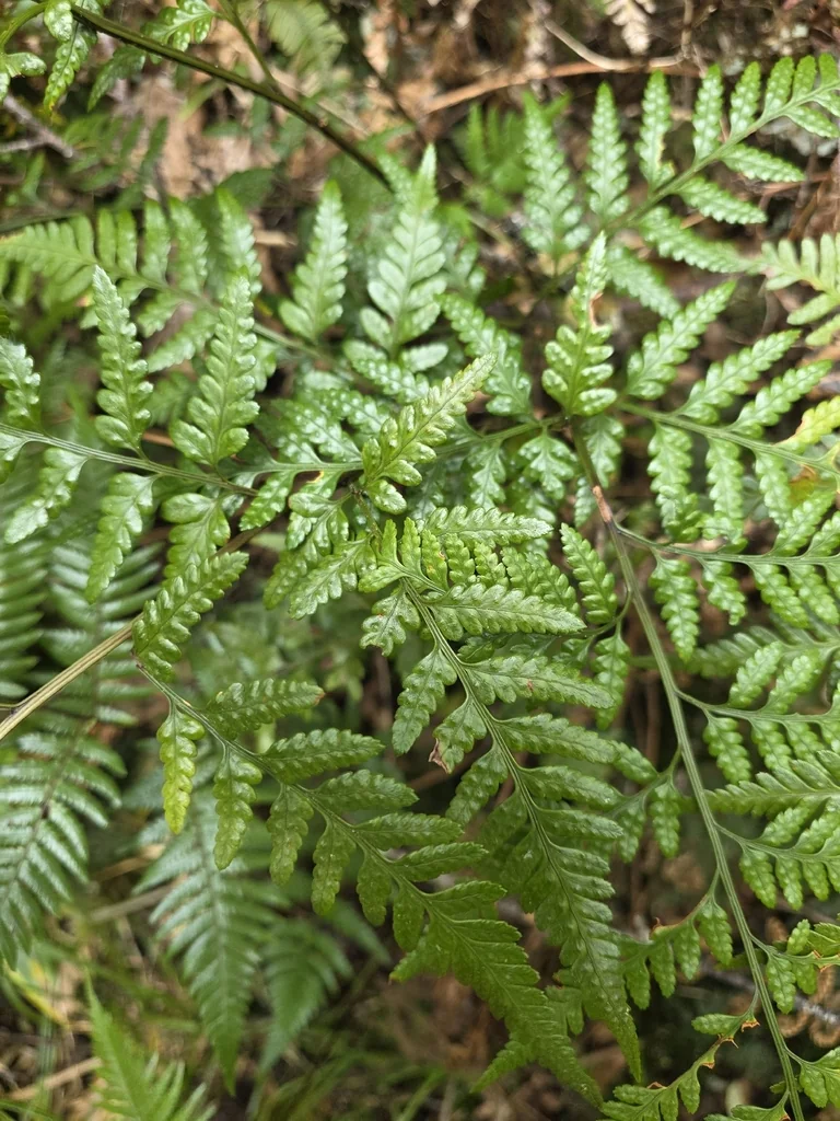 Rumohra Adiantiformis