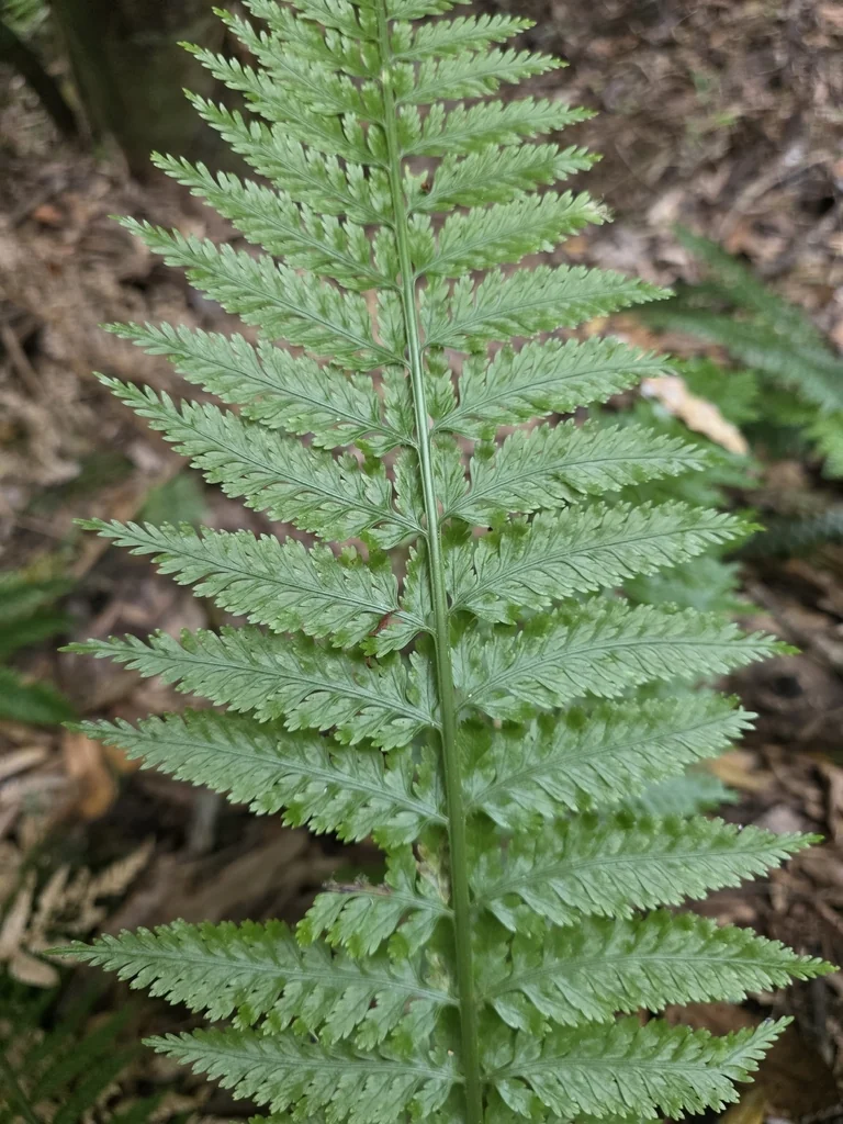 Asplenium Bulbiferum
