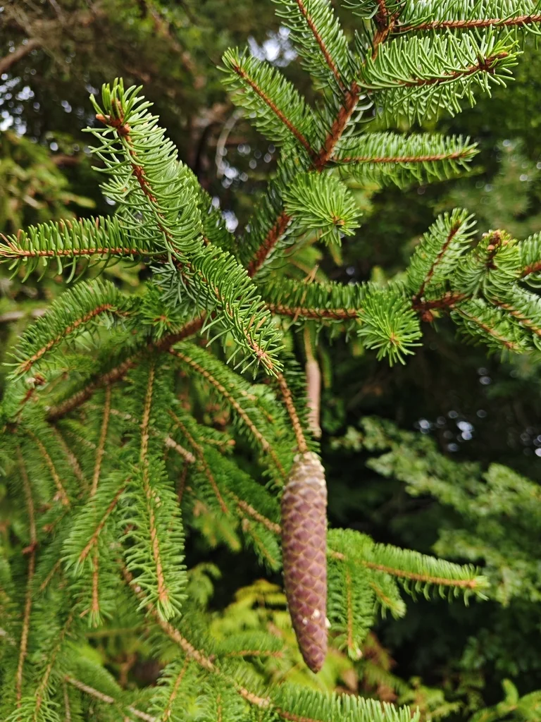 Picea Abies