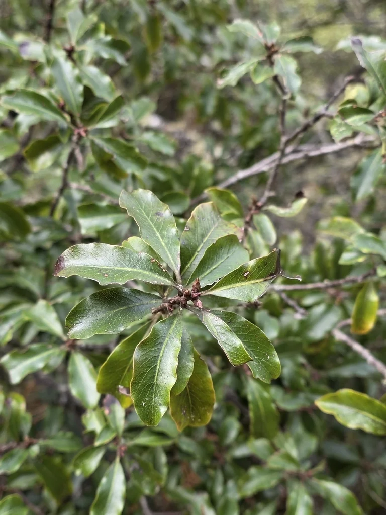 Pittosporum Tenuifolium