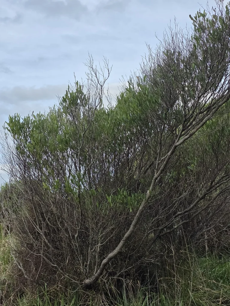 Dodonaea Viscosa