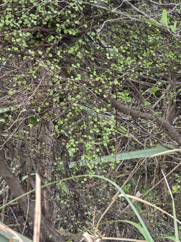 Muehlenbeckia complexa