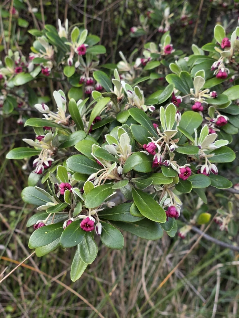 Pittosporum Crassifolium