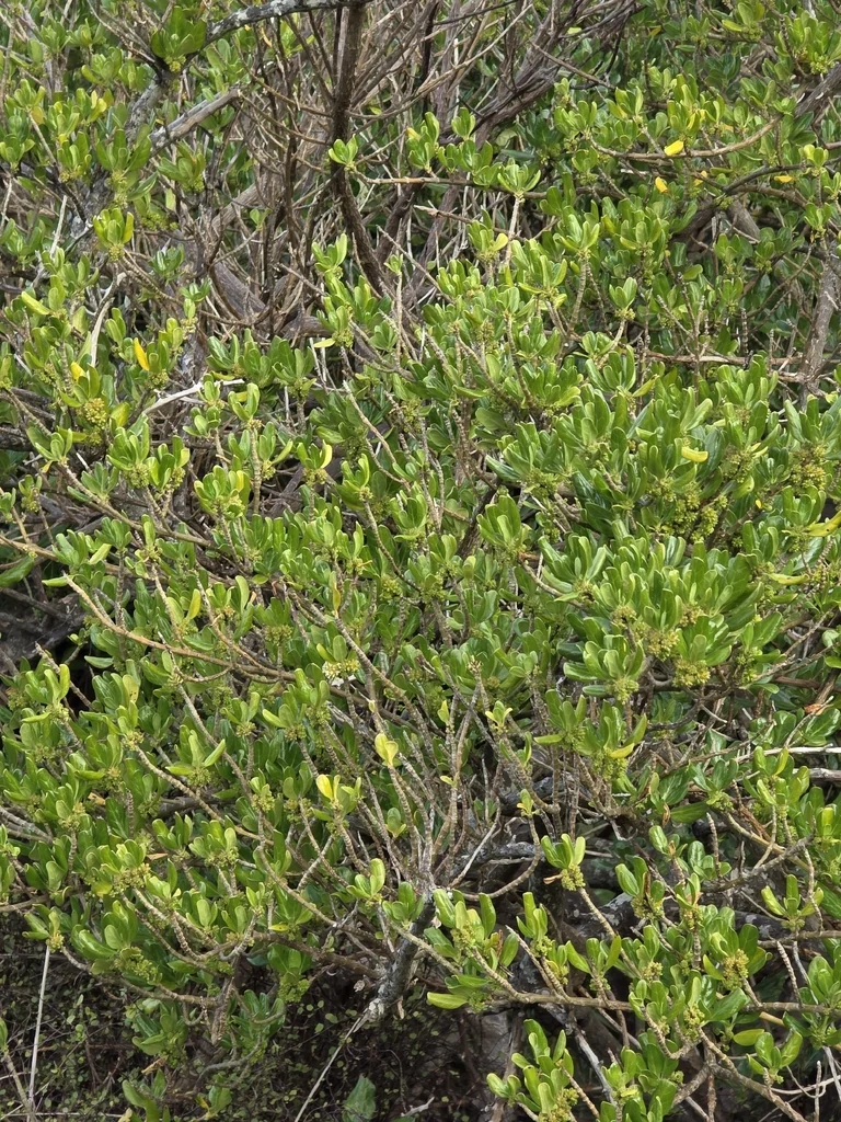 Coprosma repens