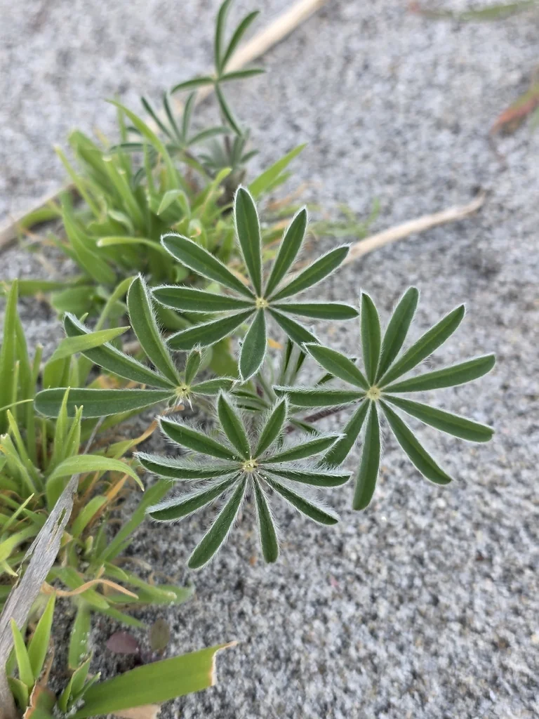 Lupinus Albifrons