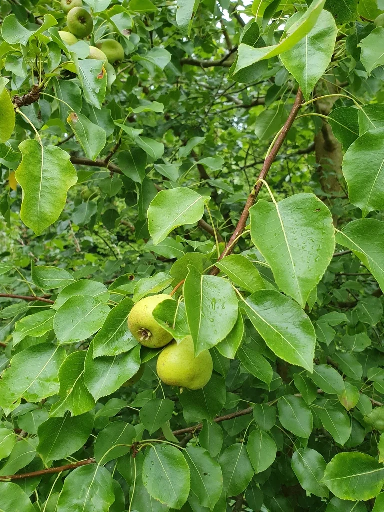 Pyrus Communis
