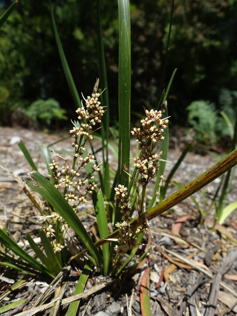 Lomandra Longifolia