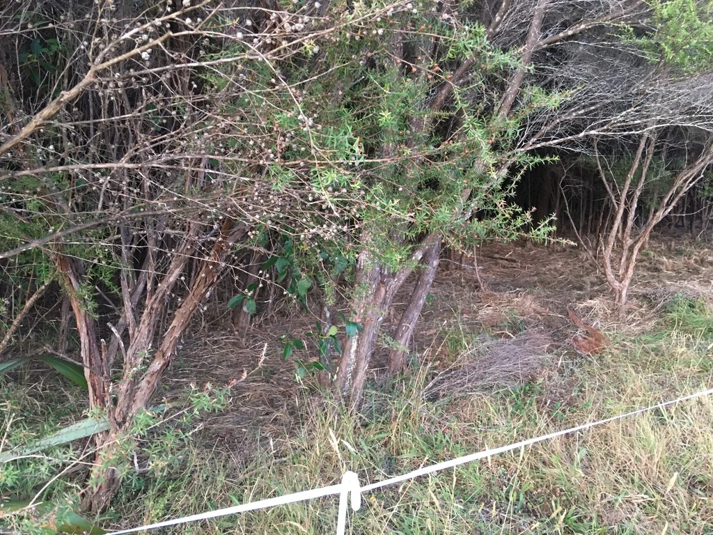 Leptospermum Scoparium