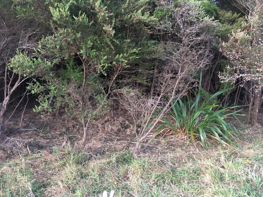 Leptospermum Scoparium
