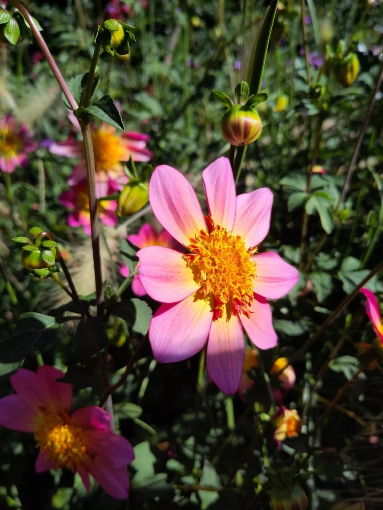 Dahlia variabilis