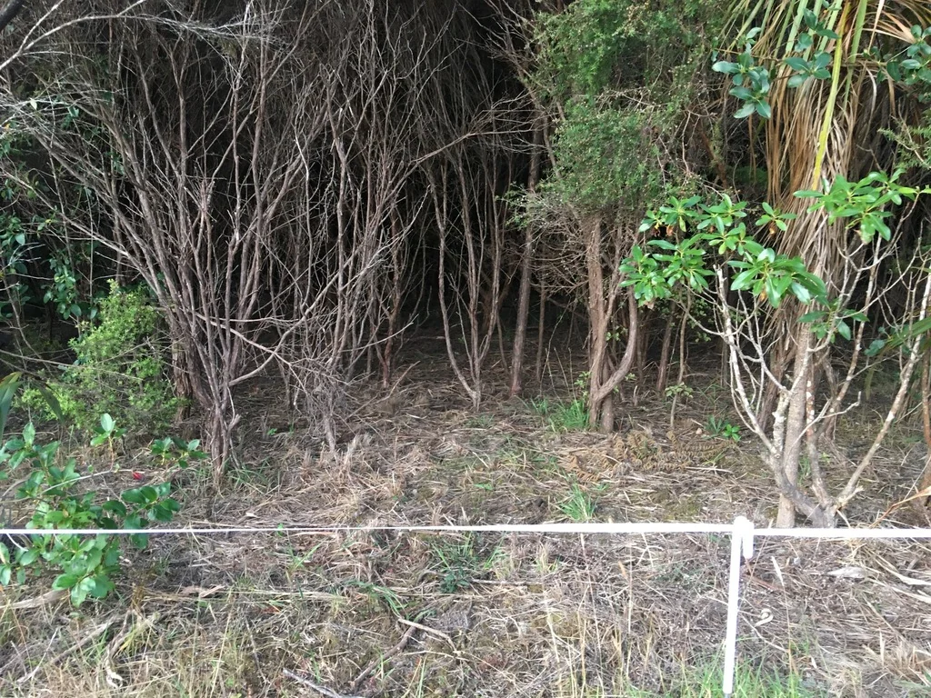 Myoporum Laetum
