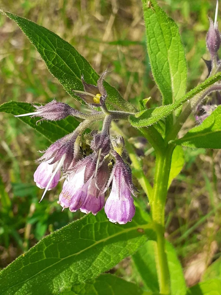 Symphytum Officinale
