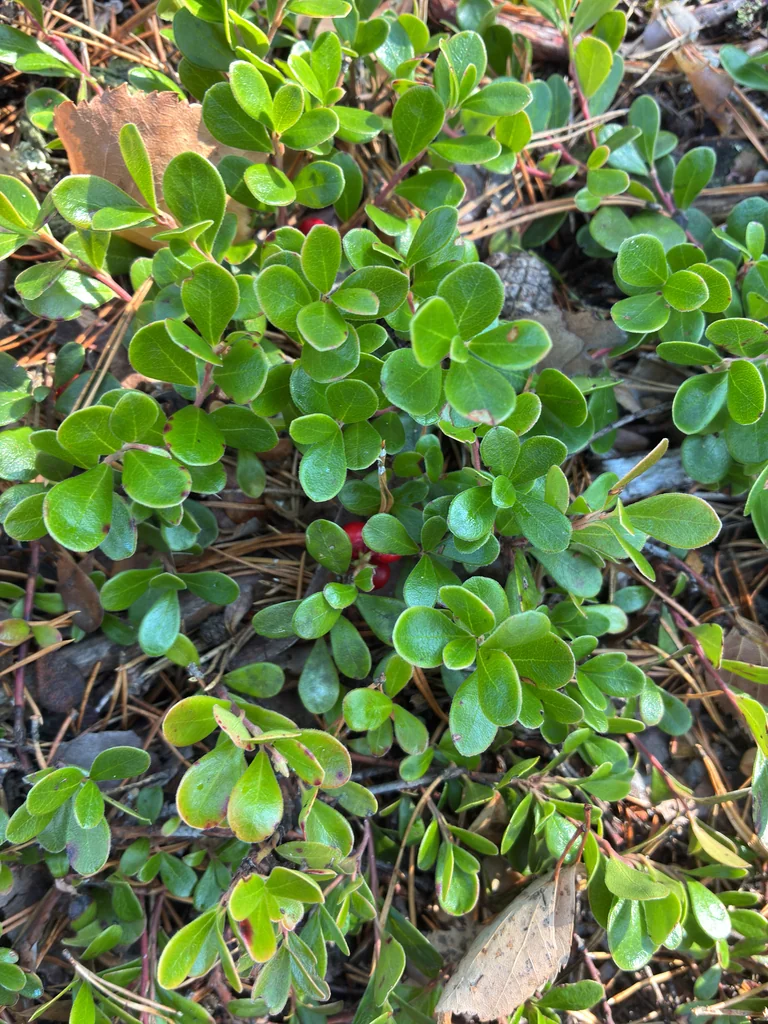Arctostaphylos Uva-Ursi