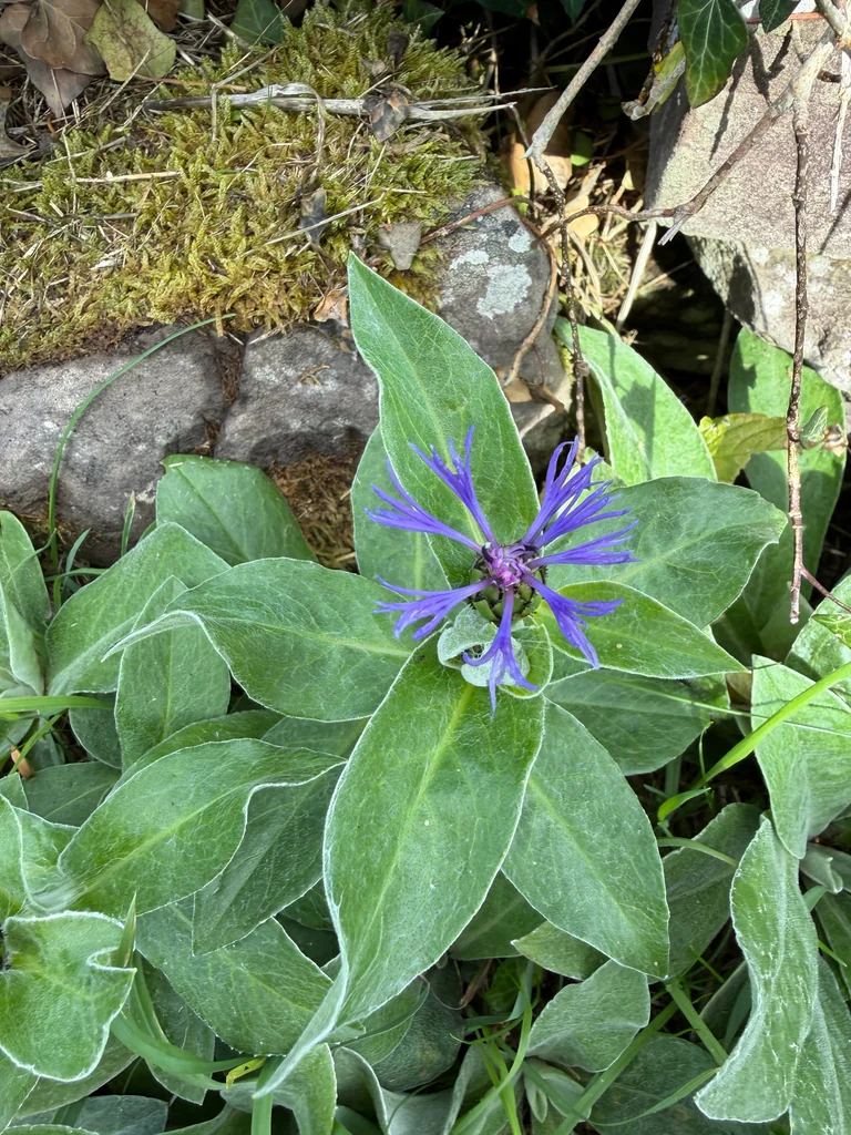 Centaurea Montana