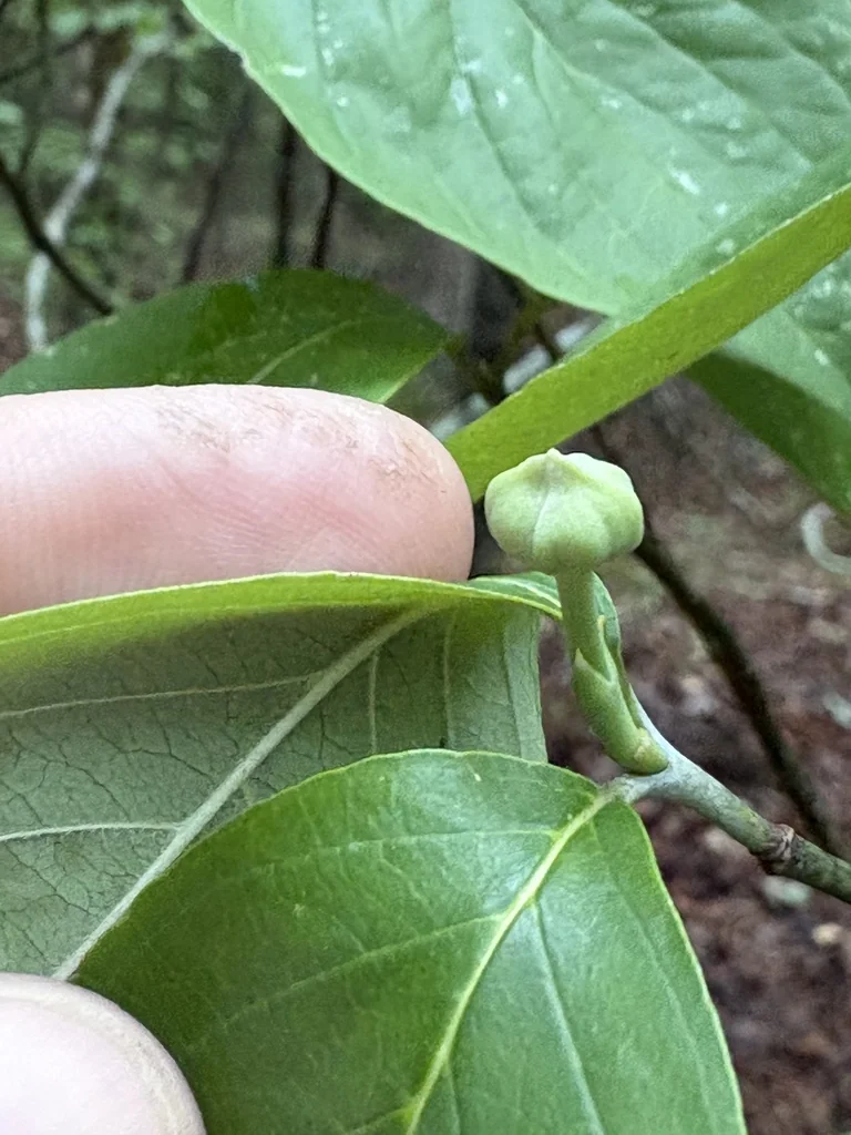 Cornus Florida