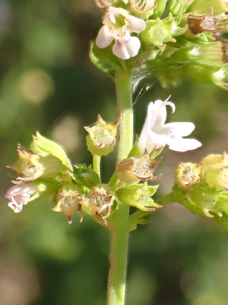 Calamintha Nepeta
