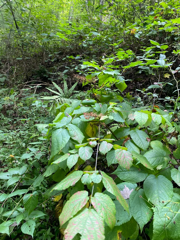 Aralia Racemosa
