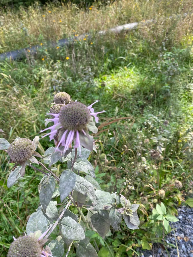 Monarda fistulosa