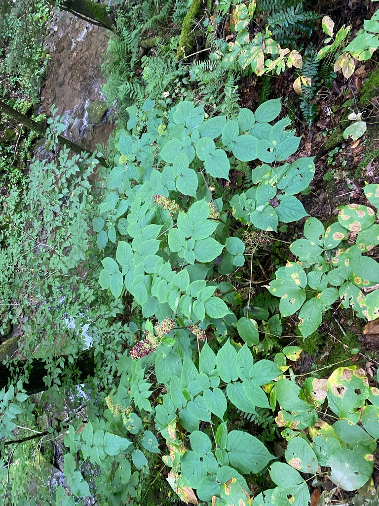 Aralia Racemosa